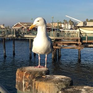 Meet your Posher, Anne